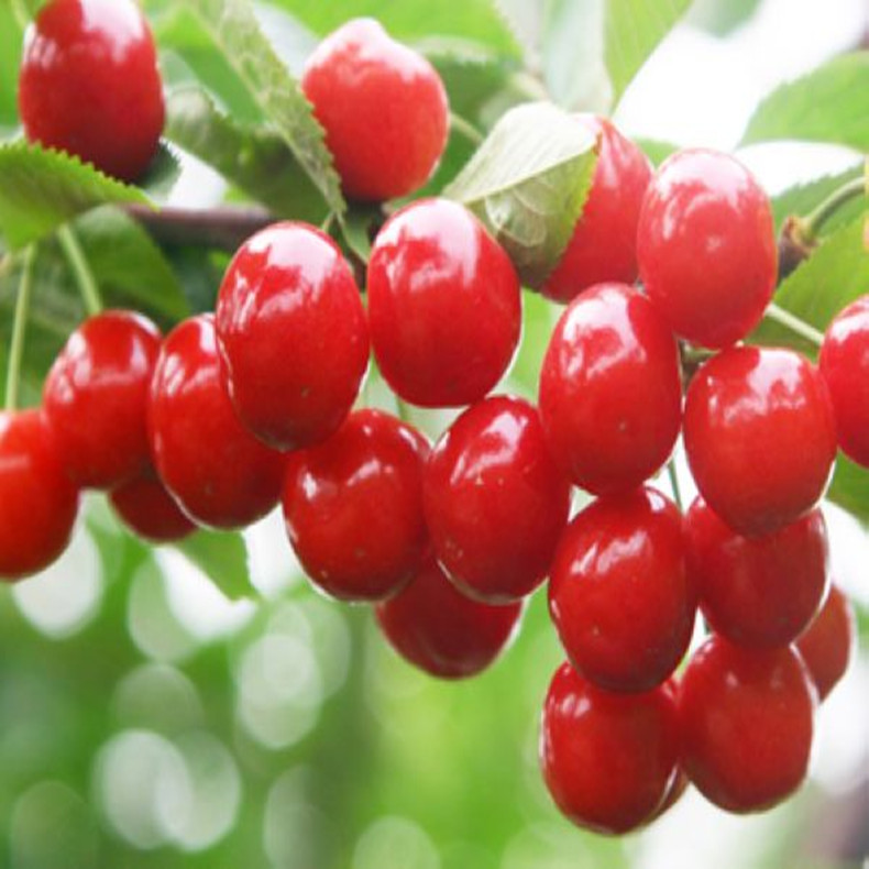 當(dāng)年掛果櫻桃樹品種苗、當(dāng)年掛果明珠櫻桃樹品種苗、櫻桃樹品種苗怎么種植
