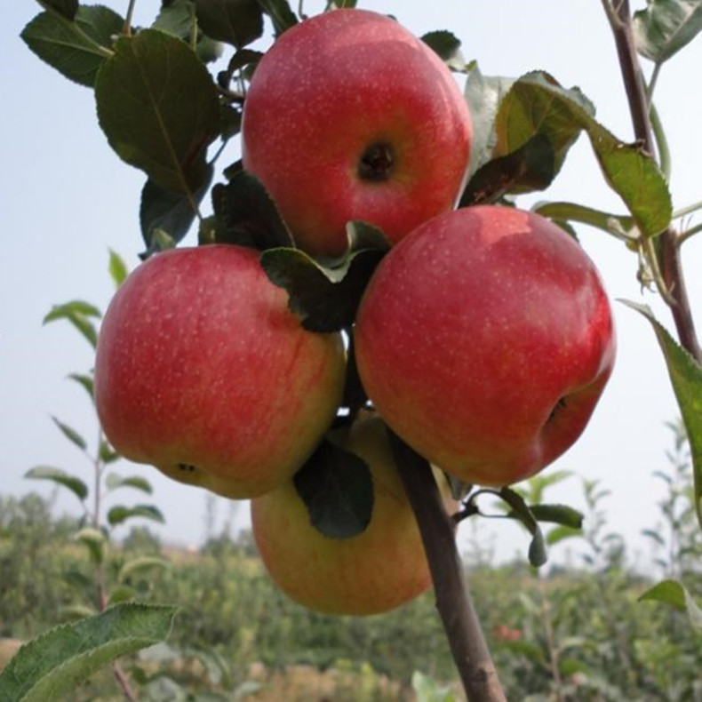 烟富0号苹果苗成熟期、烟富0号苹果苗栽培