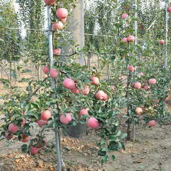 秀水蘋果苗幾年掛果、秀水蘋果苗幾年掛果