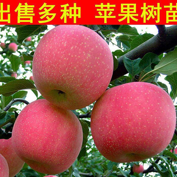 七月天仙蘋果苗紡錘形種植、七月天仙蘋果苗價格