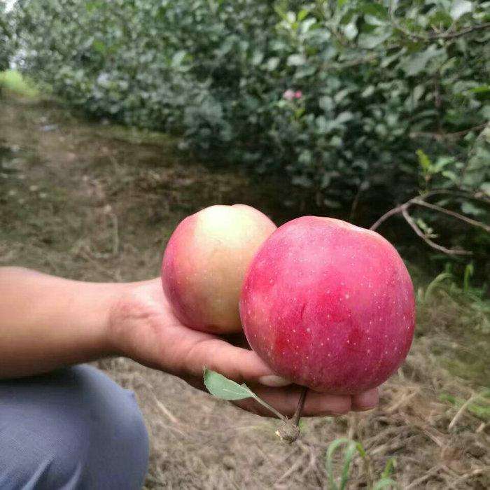 嘎啦蘋果苗栽培、嘎啦蘋果苗價格