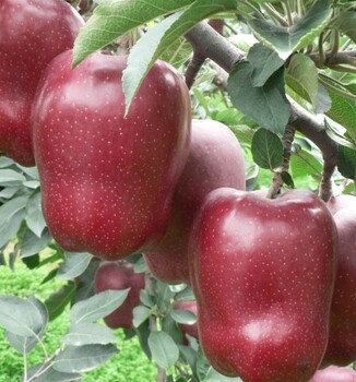 脱毒烟富3号苹果苗纺锤形种植、脱毒烟富3号苹果苗几年挂果