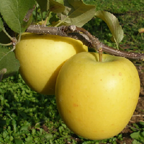 藤牧1號(hào)蘋果苗成熟期、藤牧1號(hào)蘋果苗修剪技術(shù)