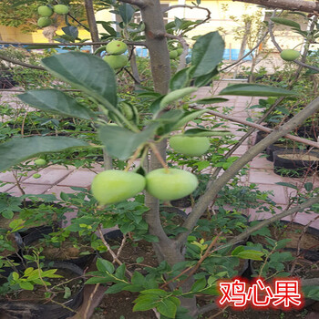 水蜜桃苹果苗生态环境、水蜜桃苹果苗当今市场价格