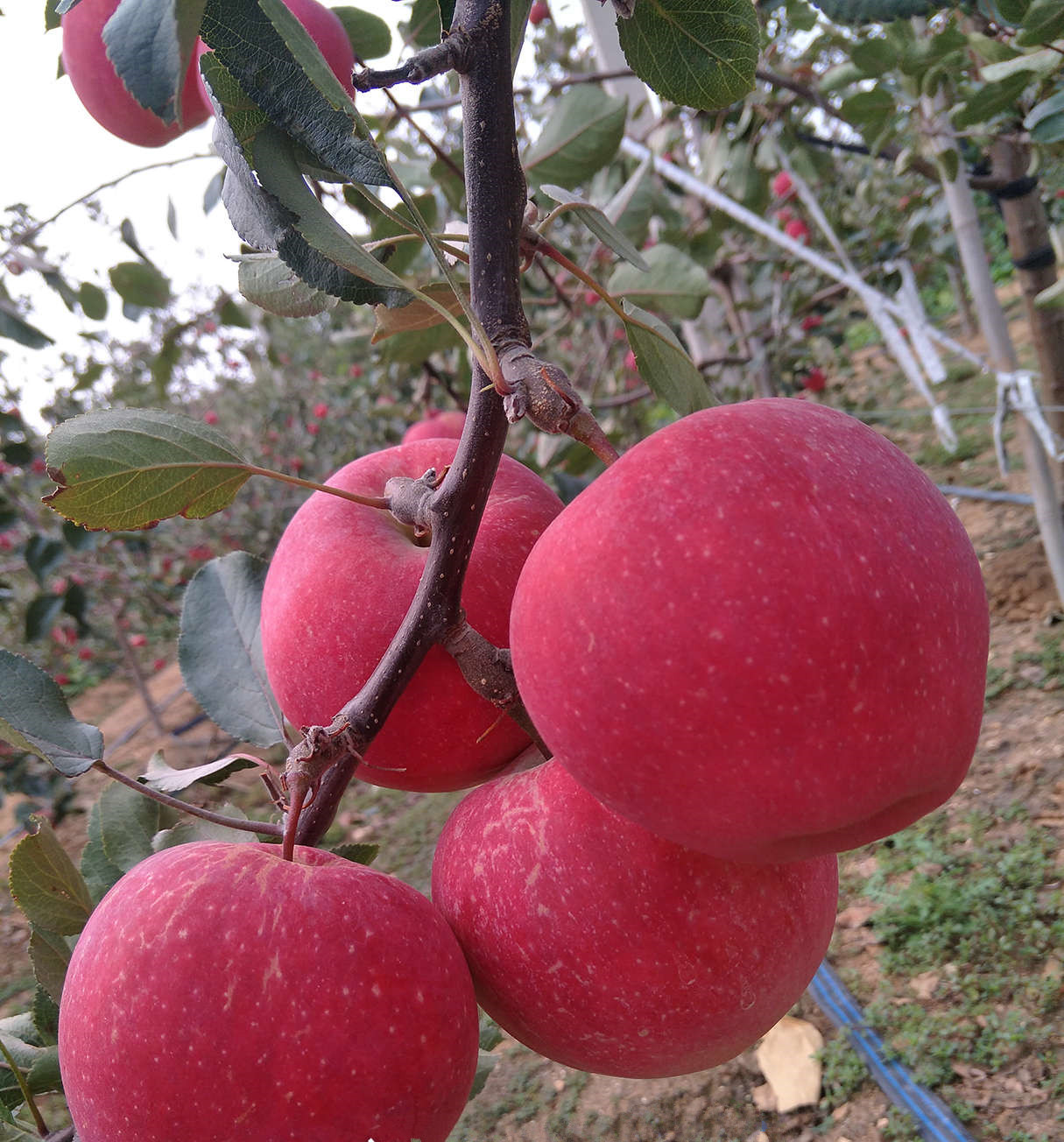 明月苹果苗几年挂果、明月苹果苗求购