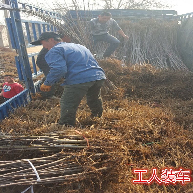 鸡心果苹果苗纺锤形种植、鸡心果苹果苗修剪技术