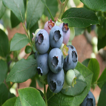 天普菲尔蓝莓种苗带营养杯种植、天普菲尔蓝莓种苗哪里卖