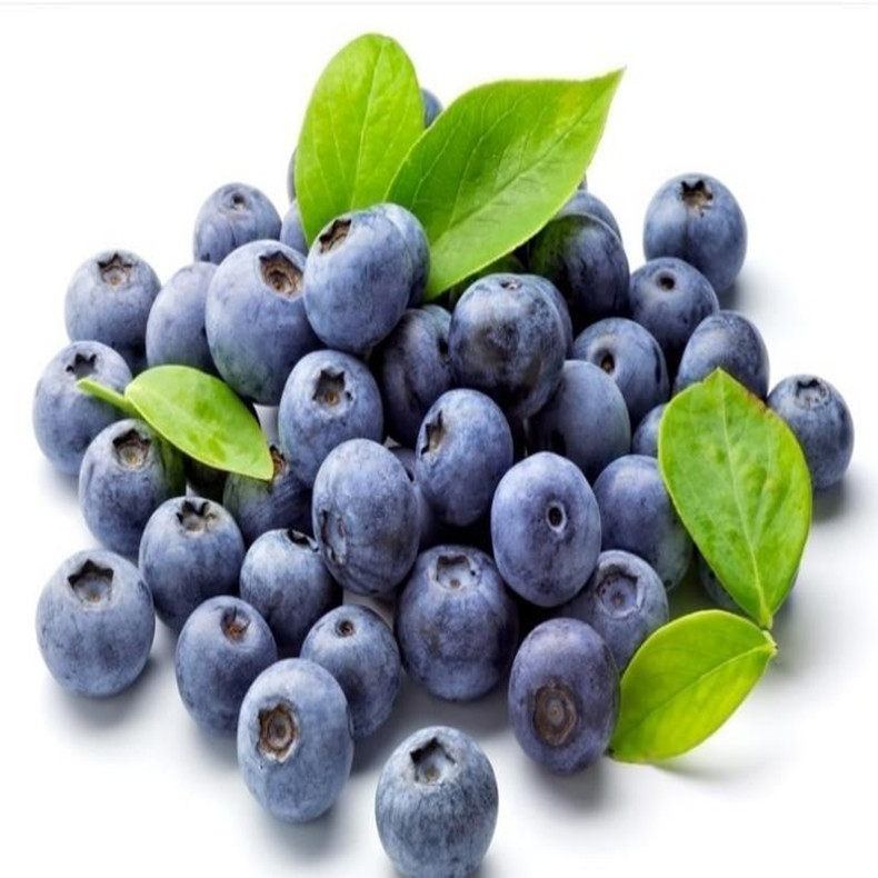 新品种蓝莓小苗多少钱一棵
