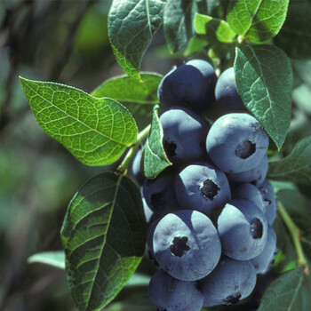 蓝片蓝莓小苗亩产量蓝片蓝莓小苗哪里卖的苗好便宜