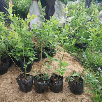 藍寶石藍莓小苗畝產(chǎn)量藍寶石藍莓小苗怎么種植