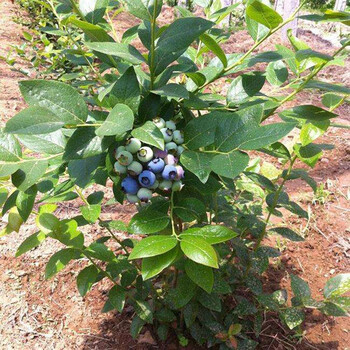 藍豐藍莓苗出售價格是多少藍豐藍莓苗品種介紹