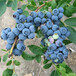 北卫盆栽蓝莓苗当今市场价格、北卫盆栽蓝莓苗哪里卖