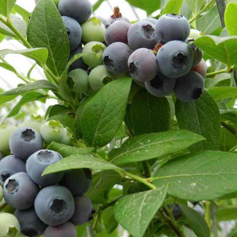 山东蓝莓树苗成熟期
