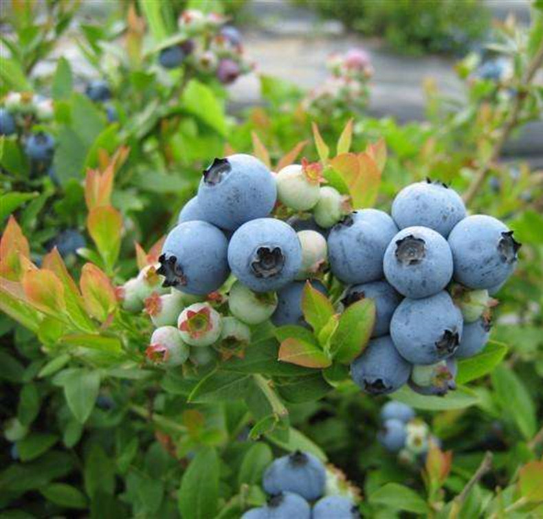 山东蓝莓树苗成熟期