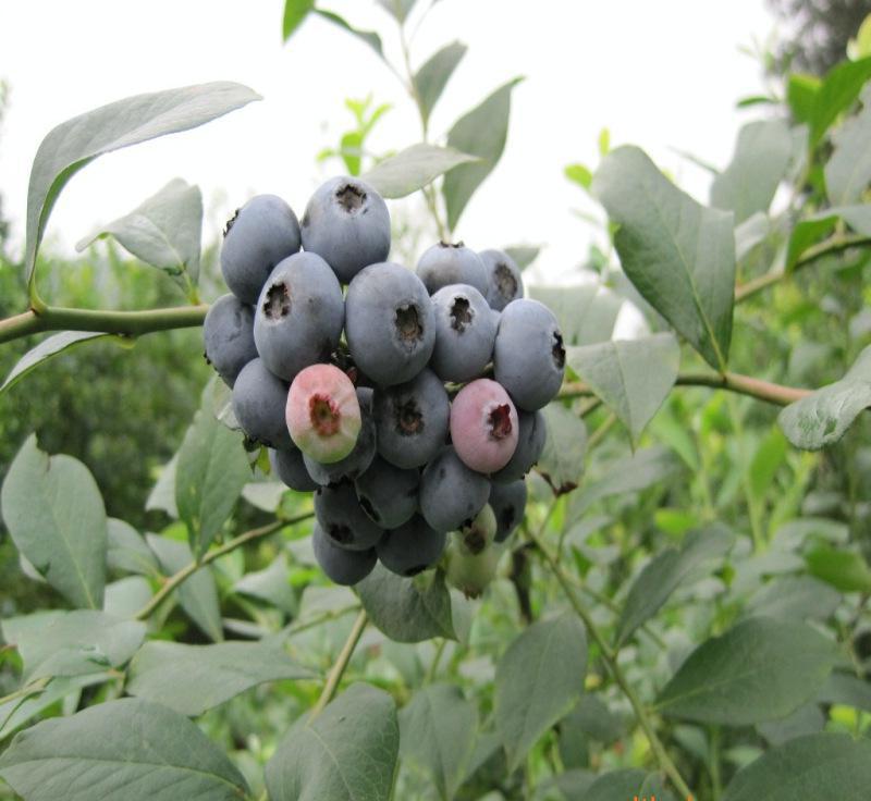 天普菲尔蓝莓种苗带营养杯种植、天普菲尔蓝莓种苗哪里卖