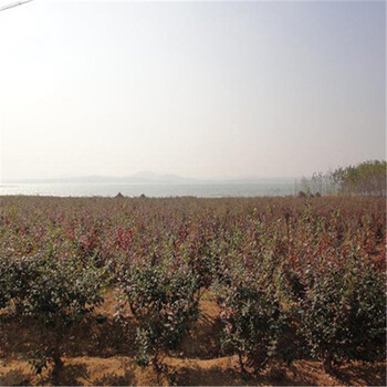 高產(chǎn)藍(lán)莓樹苗畝產(chǎn)量