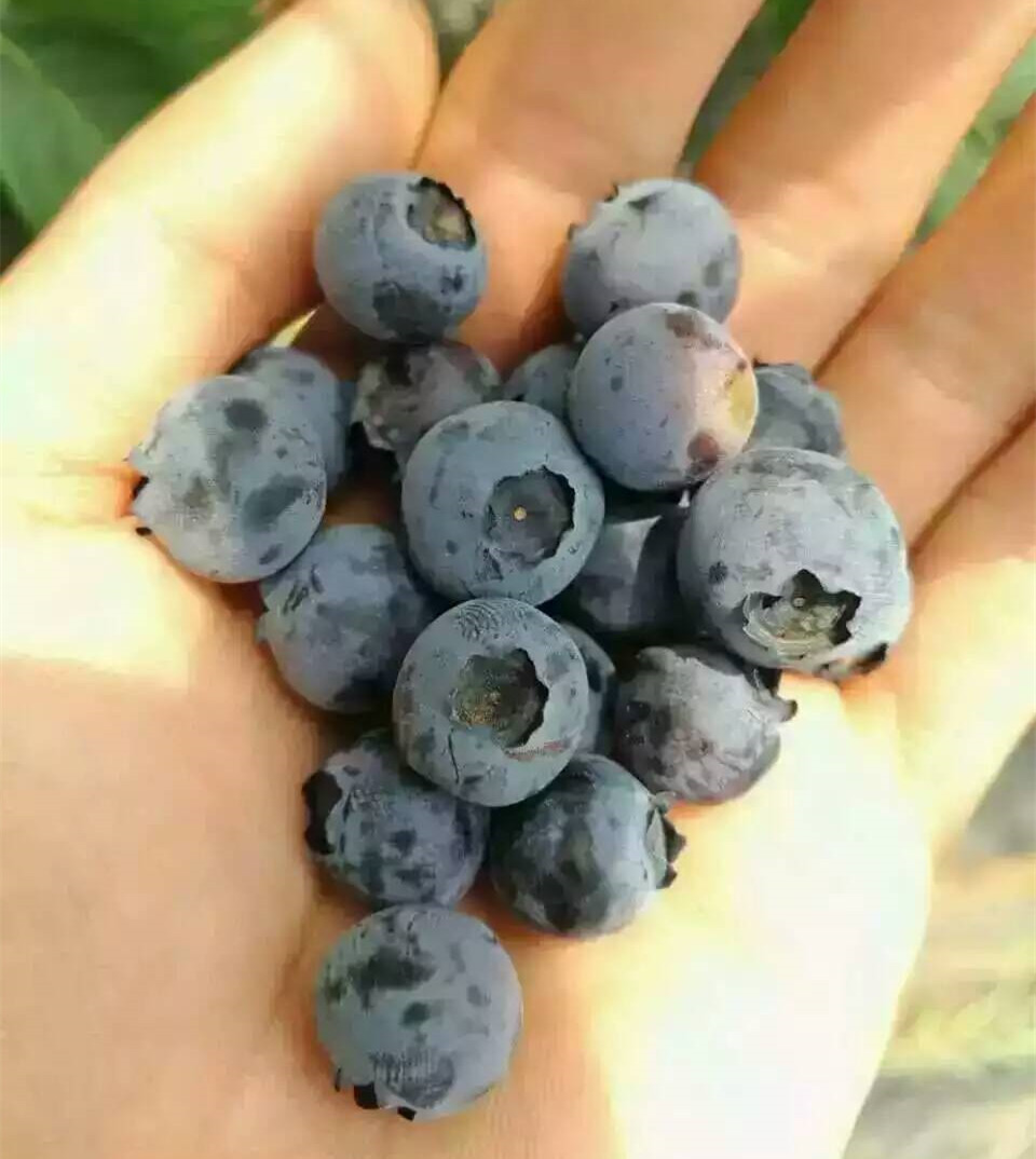 两年生蓝莓苗种植技术