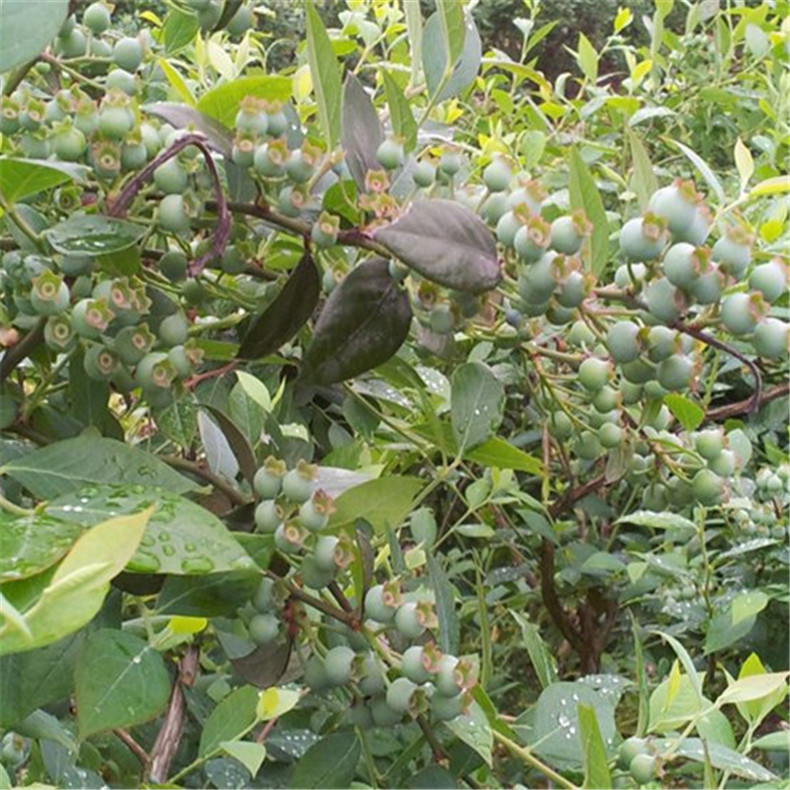 两年生蓝莓苗种植技术