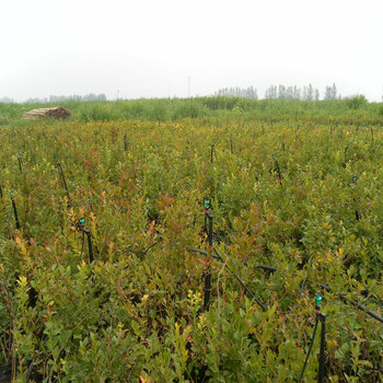藍(lán)美人藍(lán)莓小苗高產(chǎn)量藍(lán)美人藍(lán)莓小苗基地