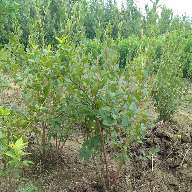 天普菲尔蓝莓种苗带营养杯种植、天普菲尔蓝莓种苗哪里卖