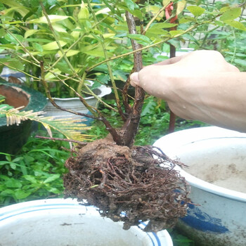 艾克塔藍莓小苗種植方法艾克塔藍莓小苗品種介紹多少錢一棵