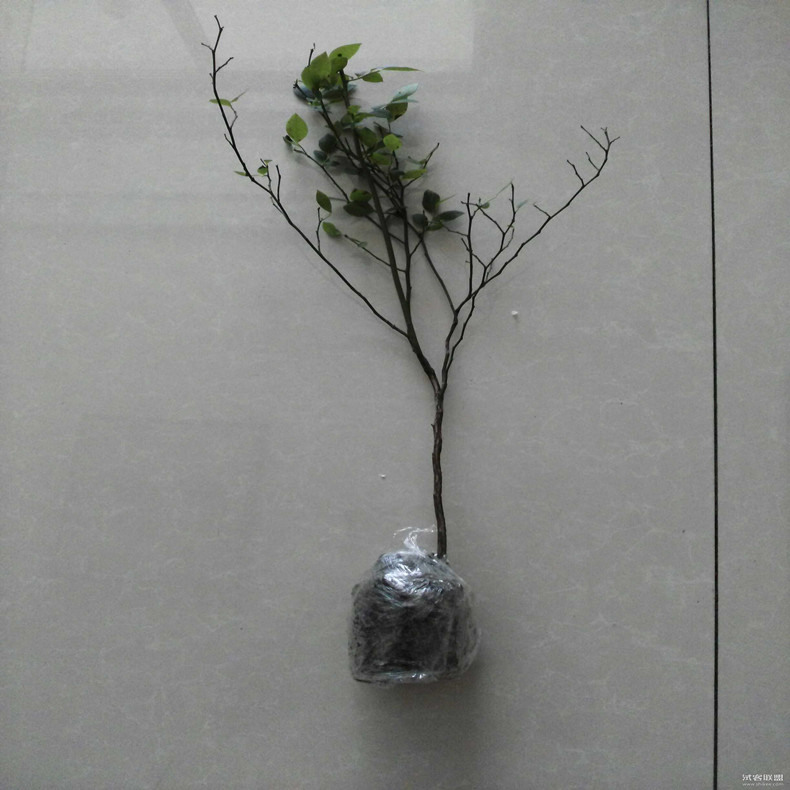 塞拉藍莓苗帶營養(yǎng)杯種植、塞拉藍莓苗種植