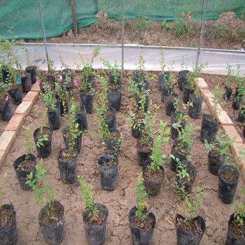 塞拉藍莓種苗當(dāng)今市場價格、塞拉藍莓種苗大量出售