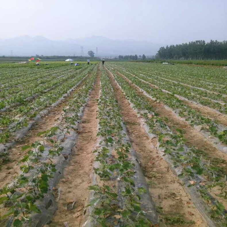 兩年生陽光玫瑰葡萄樹小苗育苗基地