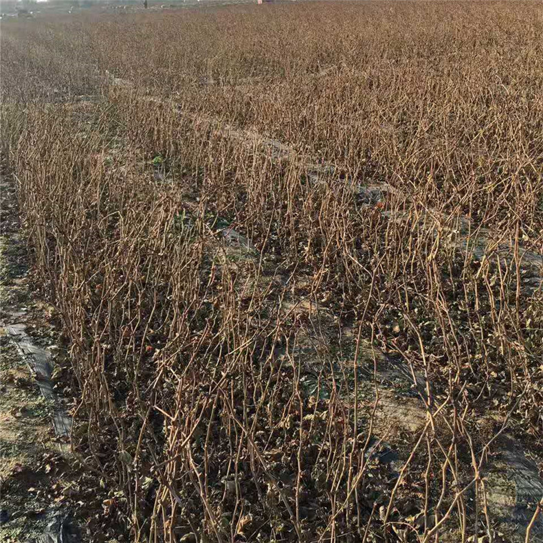 指葡萄樹(shù)苗木栽培知識(shí)，葡萄樹(shù)苗木含糖量多少