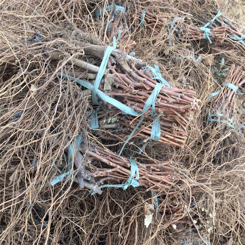 一年生葡萄樹(shù)種苗銷售
