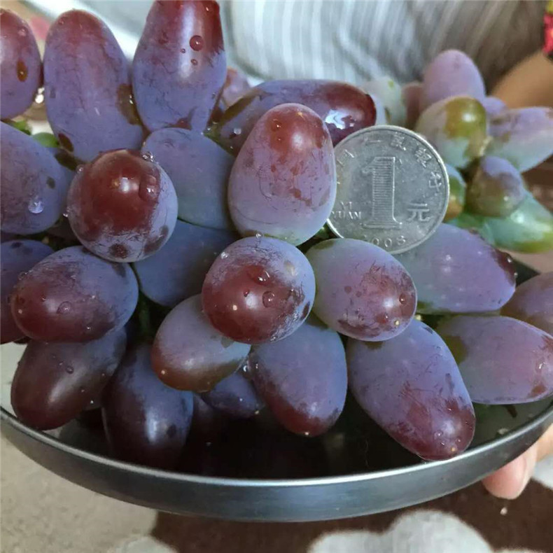 香葡萄樹小苗一畝地種多少棵，葡萄樹小苗病蟲害