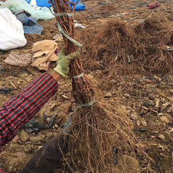 盆栽葡萄樹苗木育苗基地