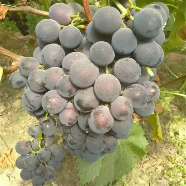 1年生浪漫紅顏葡萄樹苗栽培技術(shù)