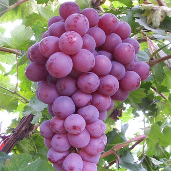 兩年生陽(yáng)光玫瑰葡萄樹(shù)小苗育苗基地