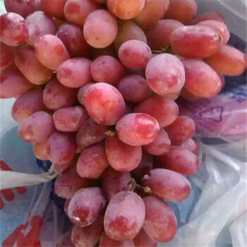 乍娜葡萄樹小苗基地，葡萄樹小苗品種介紹