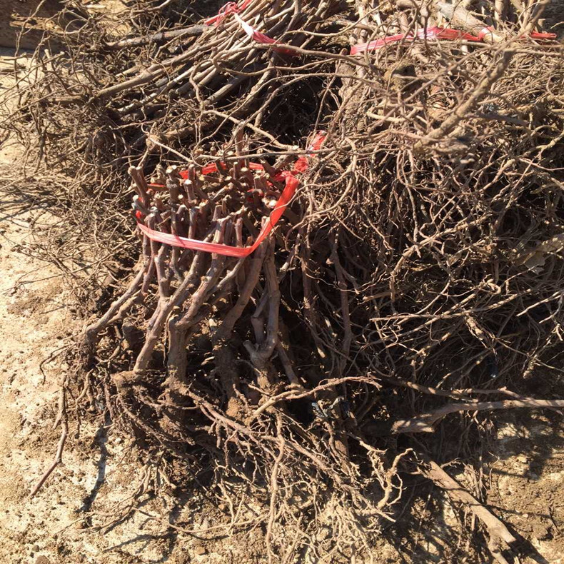碧香無核葡萄樹種苗育苗基地，葡萄樹種苗價格