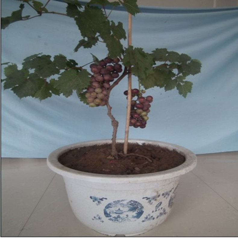 123年茉莉香葡萄樹苗木銷售