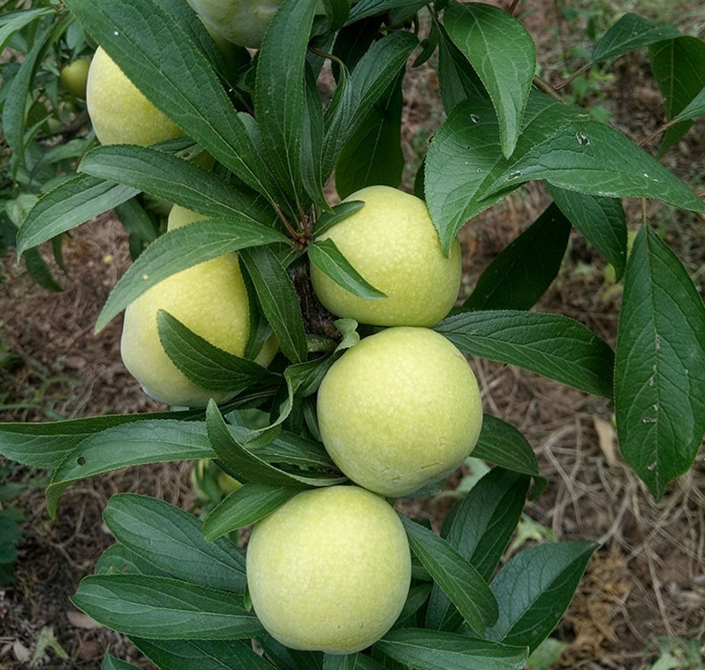 玉林黃奈李李子樹(shù)苗木成熟期