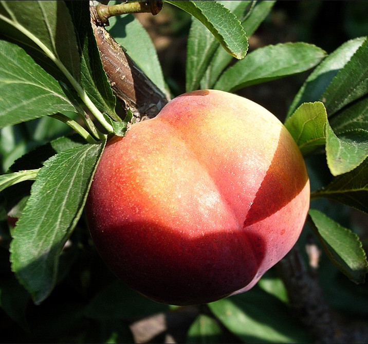 紅玫瑰李子樹(shù)小苗，紅玫瑰李子樹(shù)小苗歡迎選購(gòu)