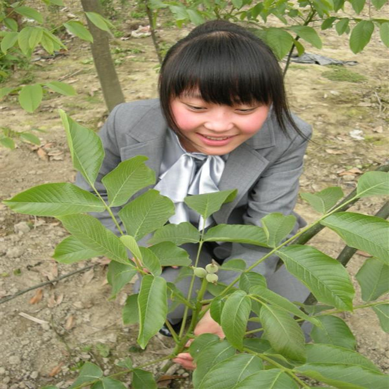 西宁核桃树种苗