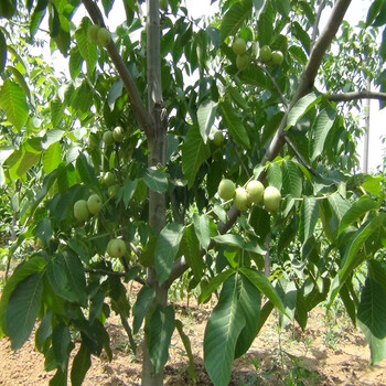 一公分核桃樹(shù)種苗、一公分薄殼香核桃樹(shù)種苗、核桃樹(shù)種苗
