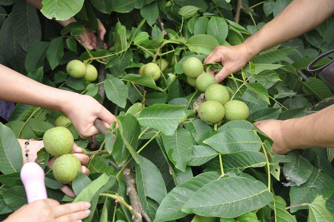 临沂核桃树矮化苗生态临沂核桃树矮化苗品种