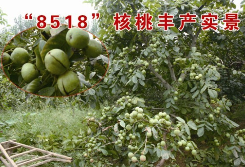 四公分核桃樹(shù)品種苗、四公分陳倉(cāng)核桃樹(shù)品種苗、核桃樹(shù)品種苗種植