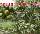 双鸭山核桃树品种苗图片