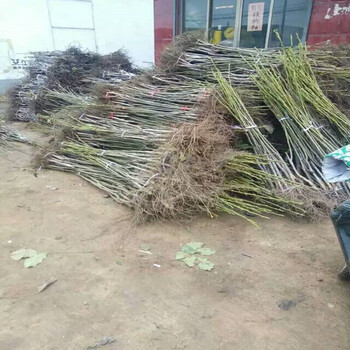 新疆薄殼核桃樹(shù)品種苗品種介紹新疆薄殼核桃樹(shù)品種苗效益高銷售廣