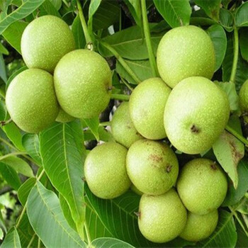 陽(yáng)平核桃樹(shù)品種苗果實(shí)個(gè)頭大