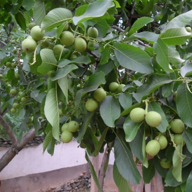 荊門核桃樹(shù)品種苗栽培技術(shù)荊門核桃樹(shù)品種苗品種