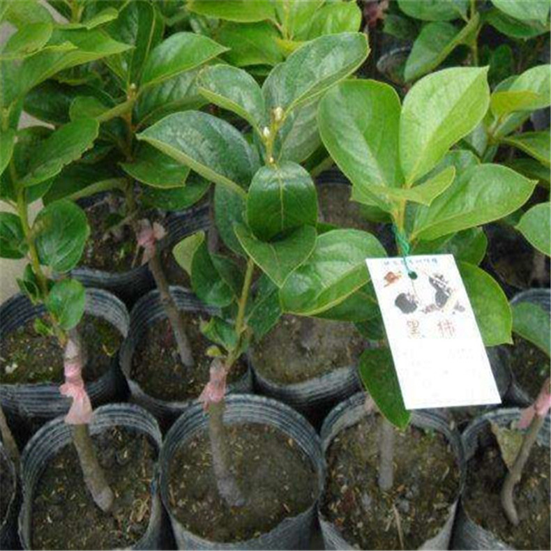 桔蜜柿子樹種苗栽培技術(shù)