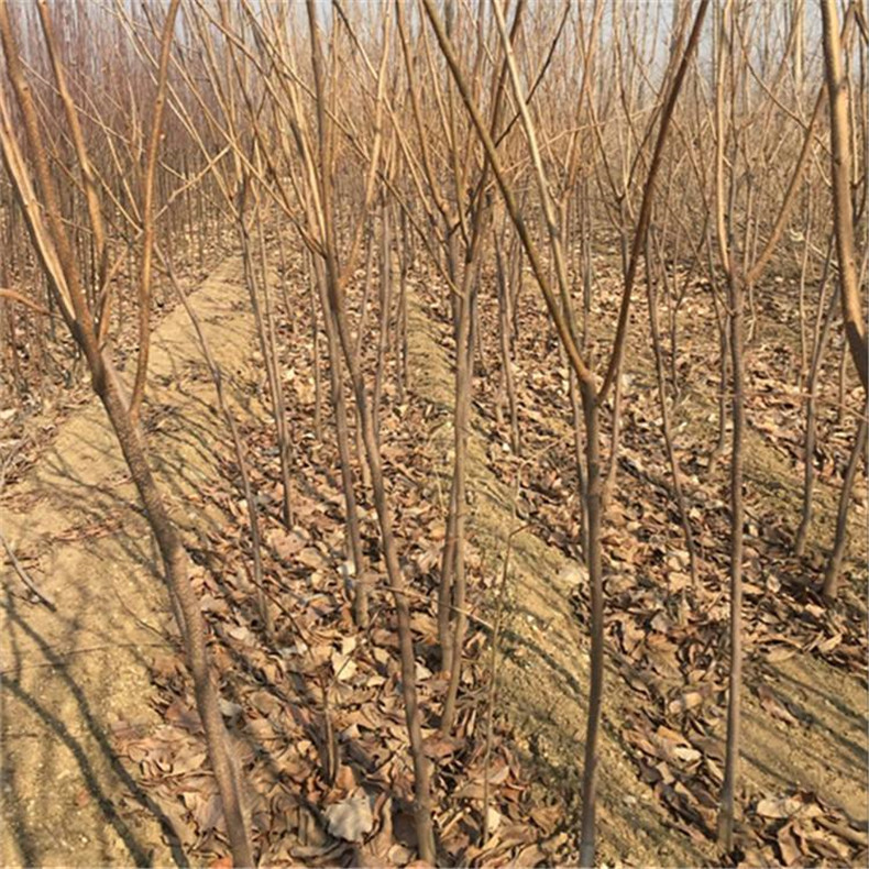 延慶鏡面柿子樹(shù)種苗株距行距