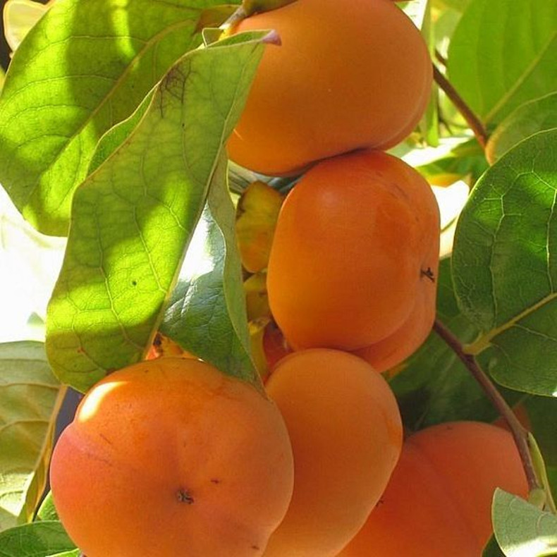 霍邱贵秋柿子苗丰产期几年